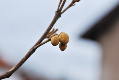 Paulownia tomentosa - pavlovnie plstnatá - zimní pupeny (2)